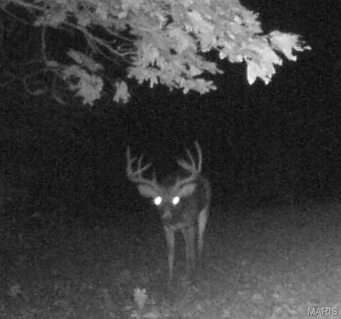 $89,000 | 4 Bobwhite Lane, Fairdealing, MO 63939