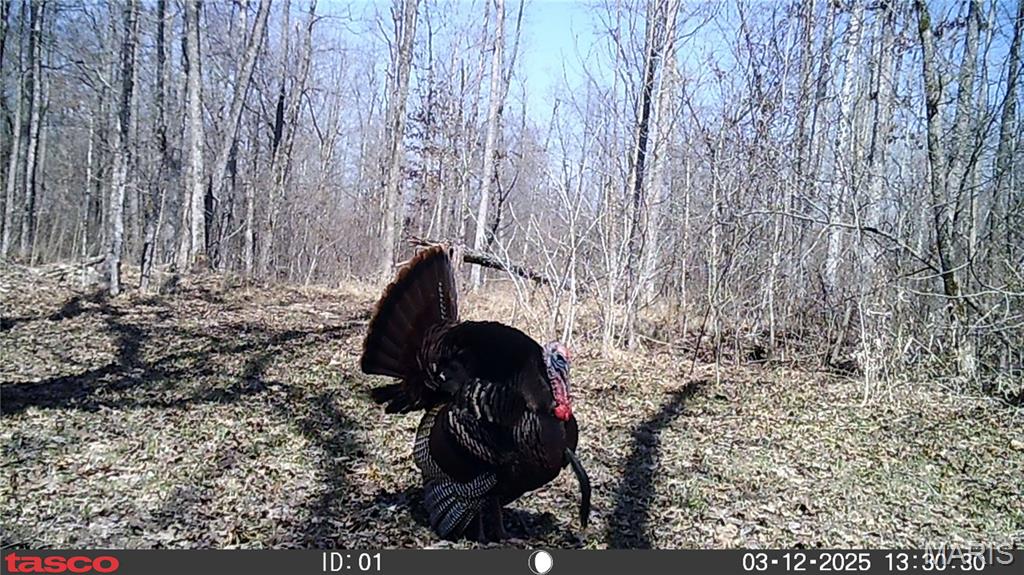 4 Bobwhite Lane Fairdealing, MO 63939 - Photo 46 of 61