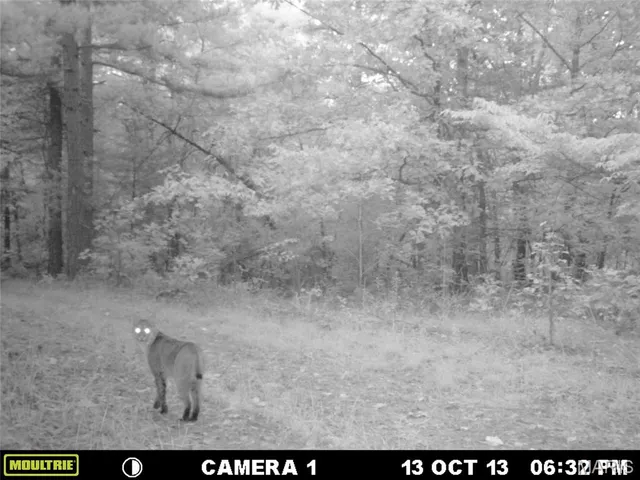 $89,000 | 4 Bobwhite Lane, Fairdealing, MO 63939