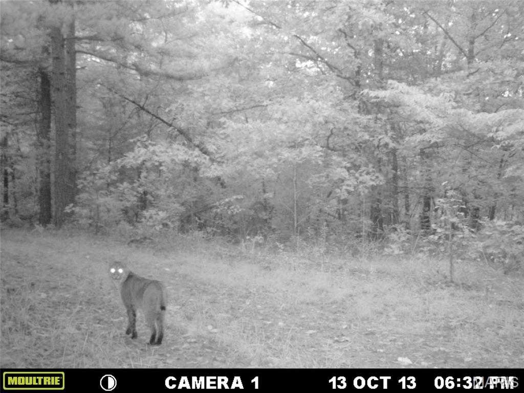 4 Bobwhite Lane Fairdealing, MO 63939 - Photo 51 of 61