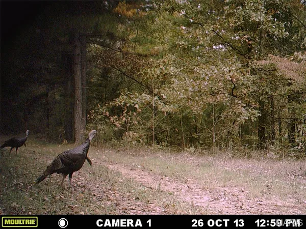 $89,000 | 4 Bobwhite Lane, Fairdealing, MO 63939