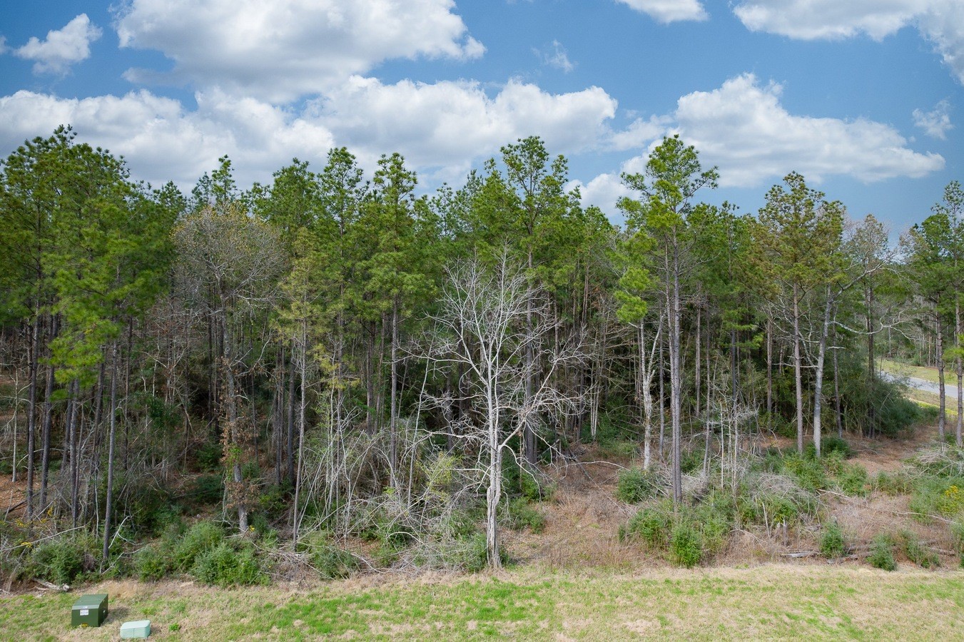 12737 Oak Barrel Road Willis, TX 77378 - Photo 4 of 10 a view of a lush green forest