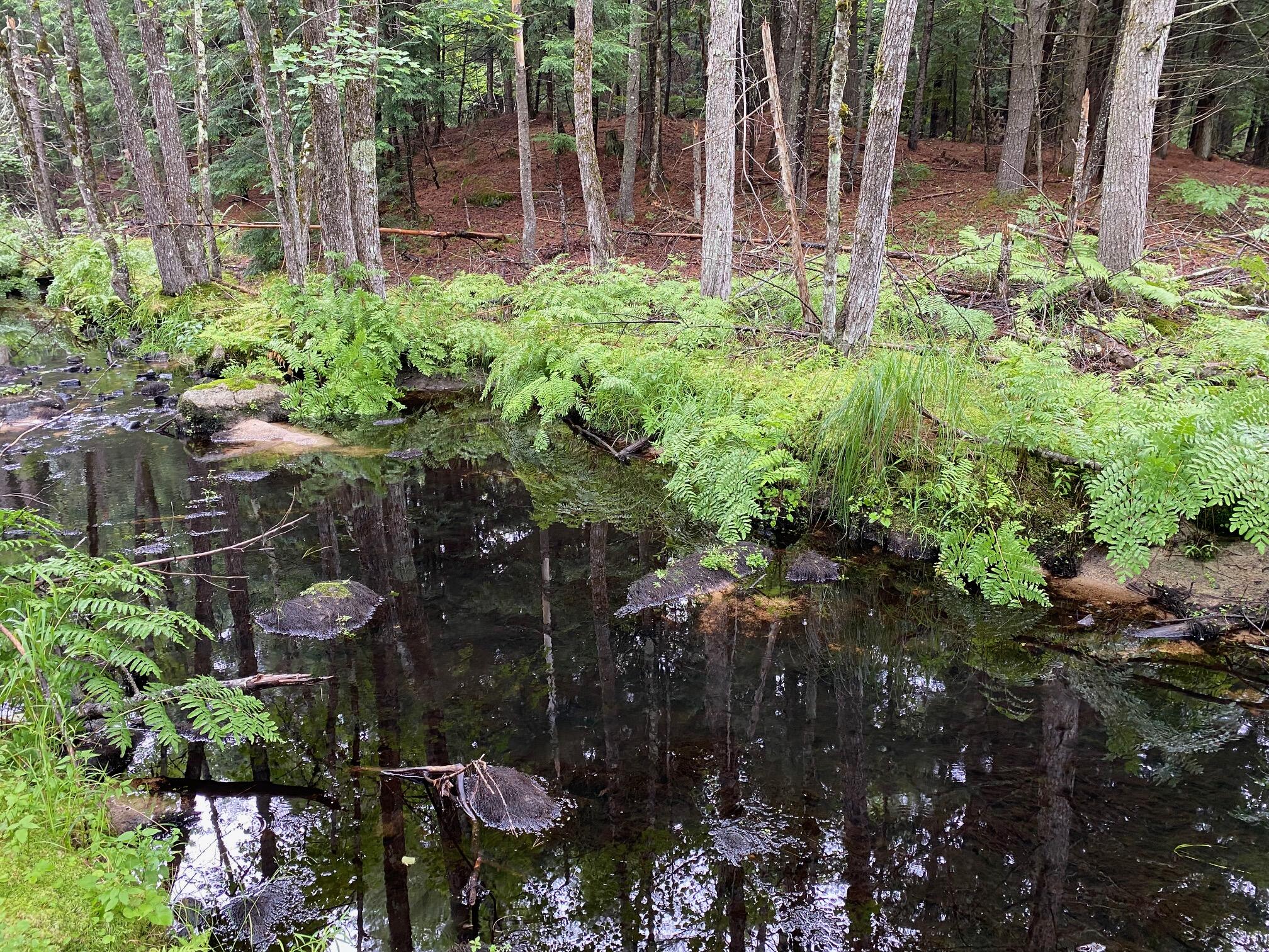 0 Cape Road Standish, ME 04084 - Photo 11 of 13 IMG_9701