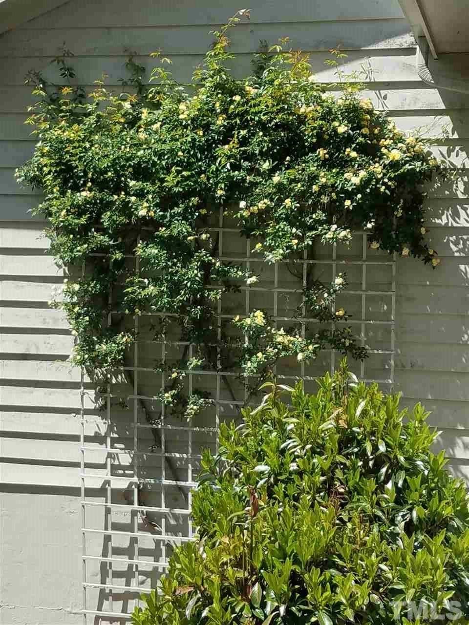 1504 Pecore Place Raleigh, NC 27615 - Photo 23 of 25 Springtime roses.
