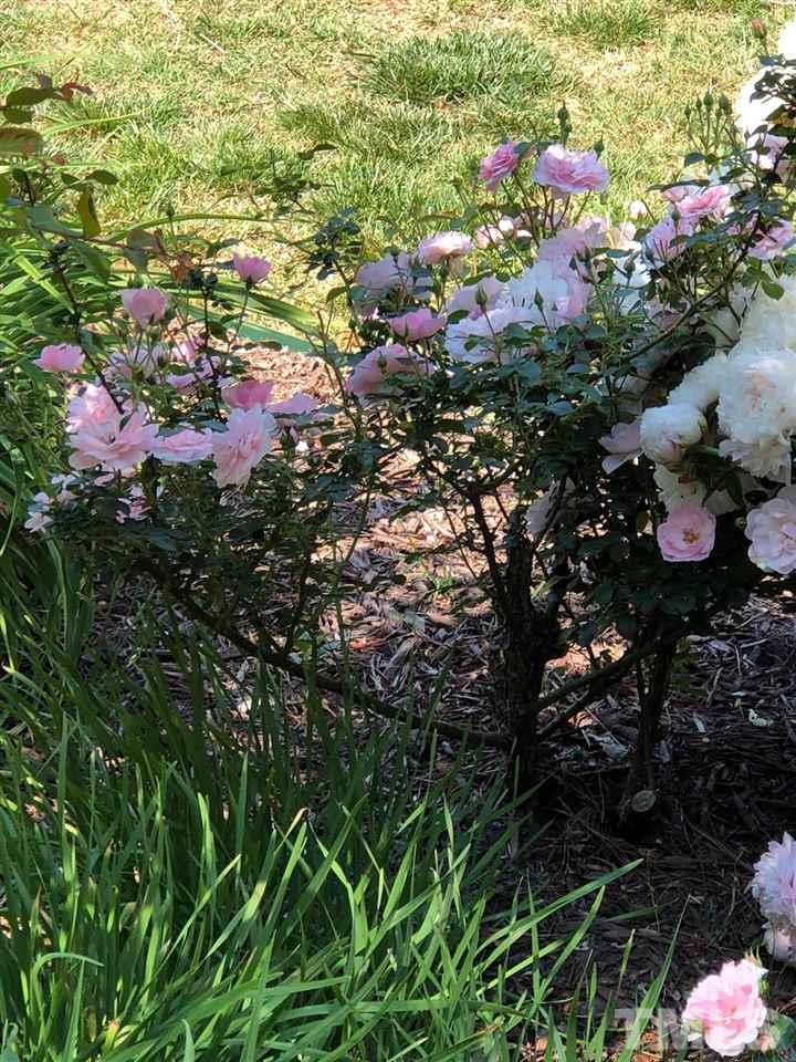 1504 Pecore Place Raleigh, NC 27615 - Photo 25 of 25 There is always something blooming here.