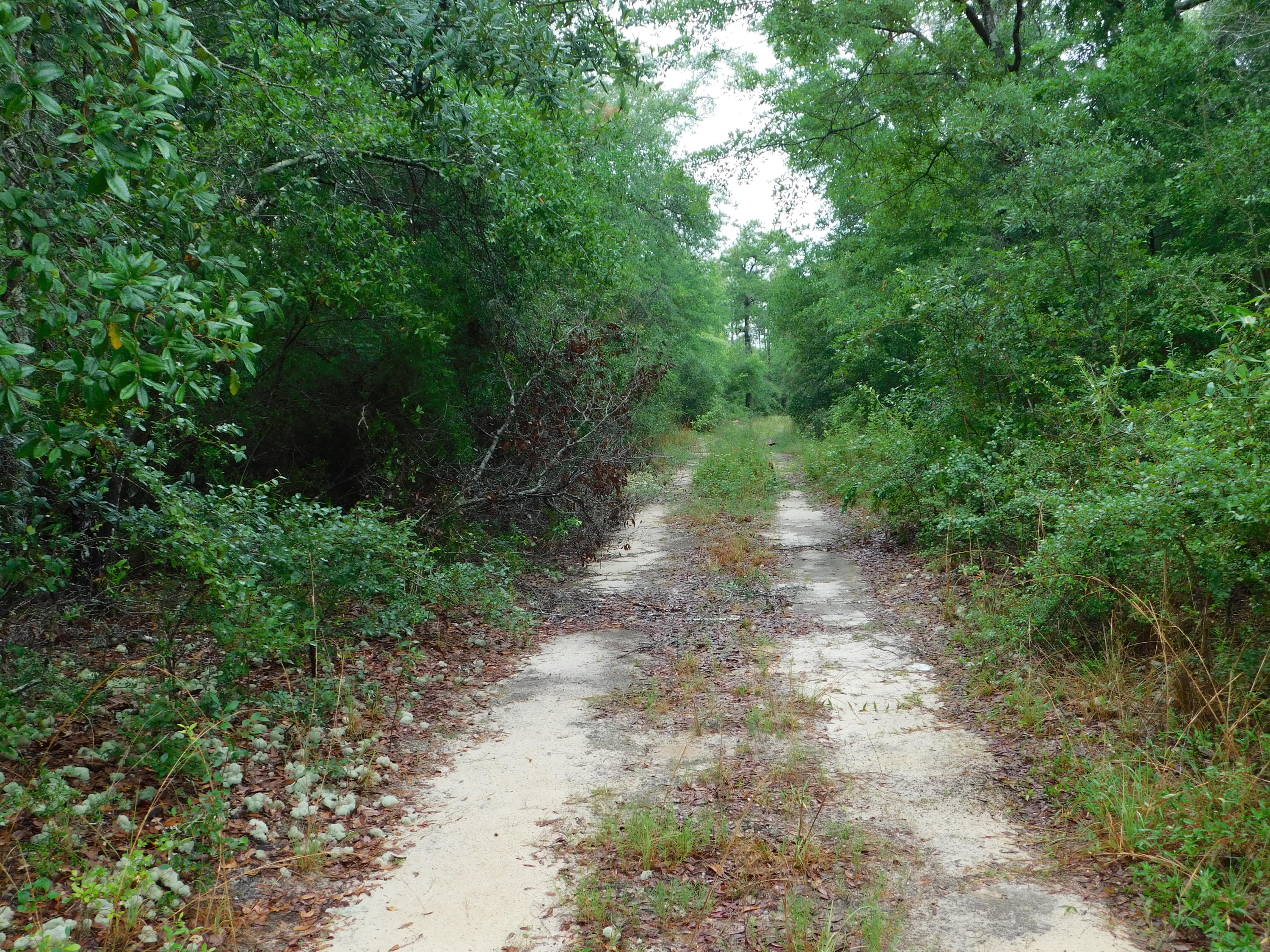 5450 Clint Mason Road Crestview, FL 32539 - Photo 7 of 9 DSCN0642