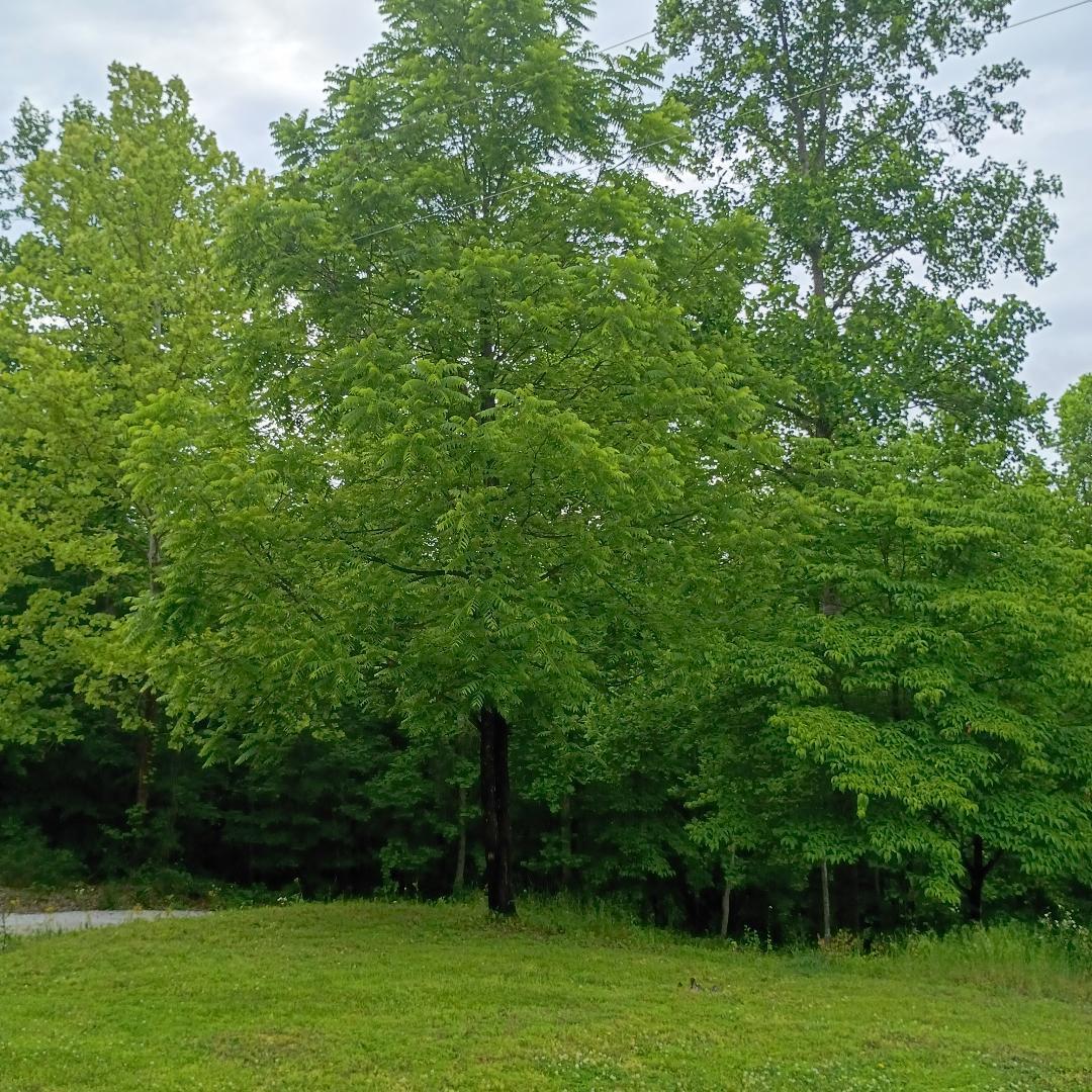 273 South Burke Road Monticello, KY 42633 - Photo 38 of 42 thumbnail 45