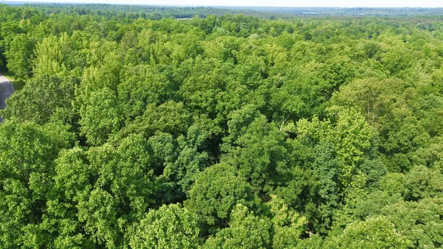 a view of a lush green forest with a houses