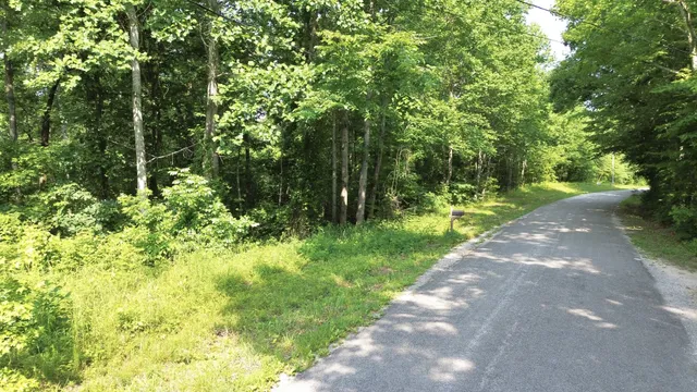 a view of a yard with plants and large trees