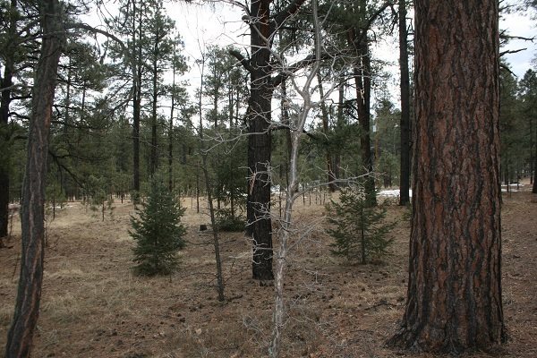 6 Cr 2084 Alpine, AZ 85920 - Photo 2 of 25 a view of a forest filled with trees