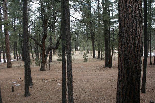 6 Cr 2084 Alpine, AZ 85920 - Photo 6 of 25 a view of a road with trees in the background