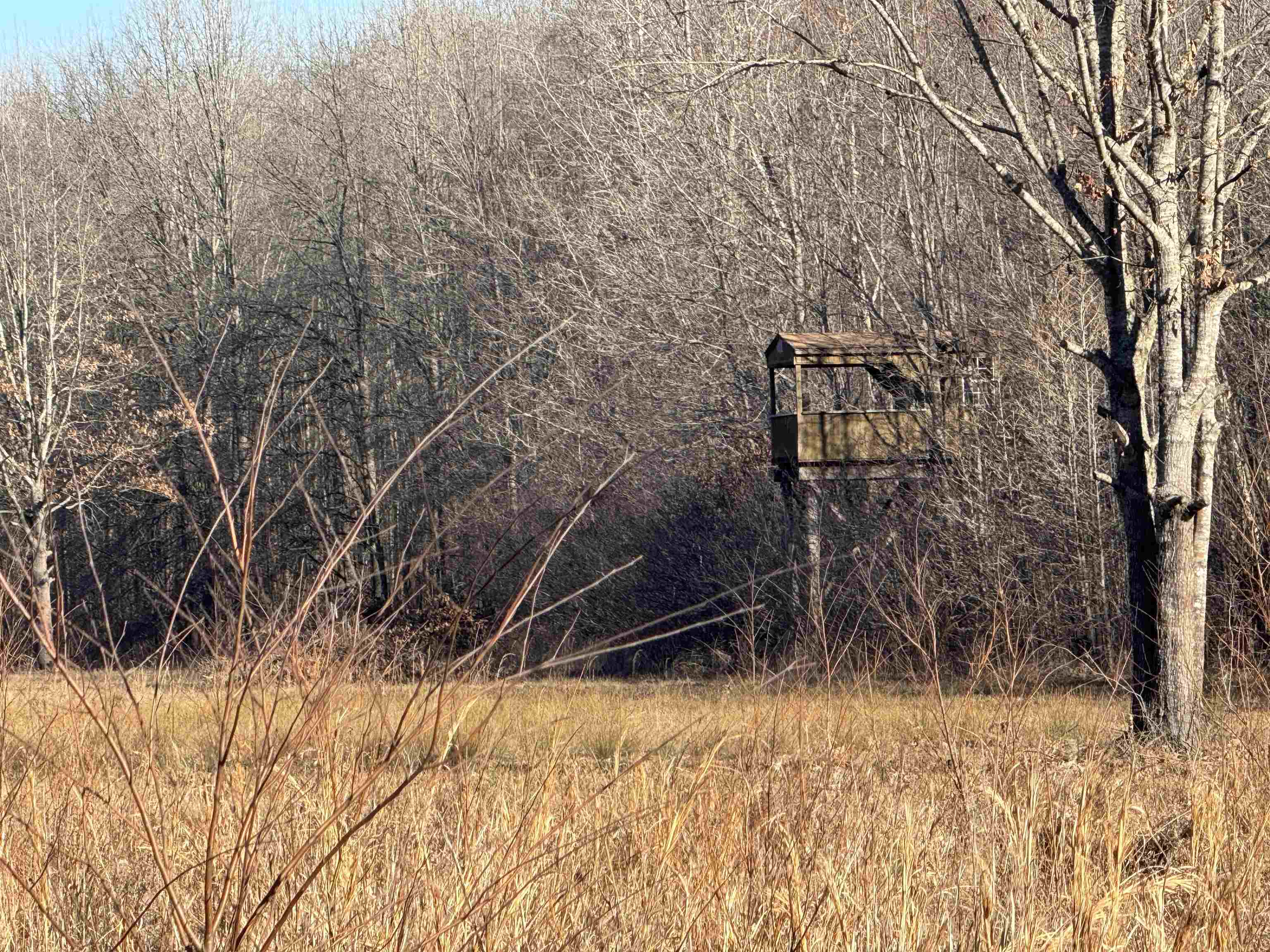 151 Williams Lane Cedar Grove, TN 38321 - Photo 11 of 40 View of nature