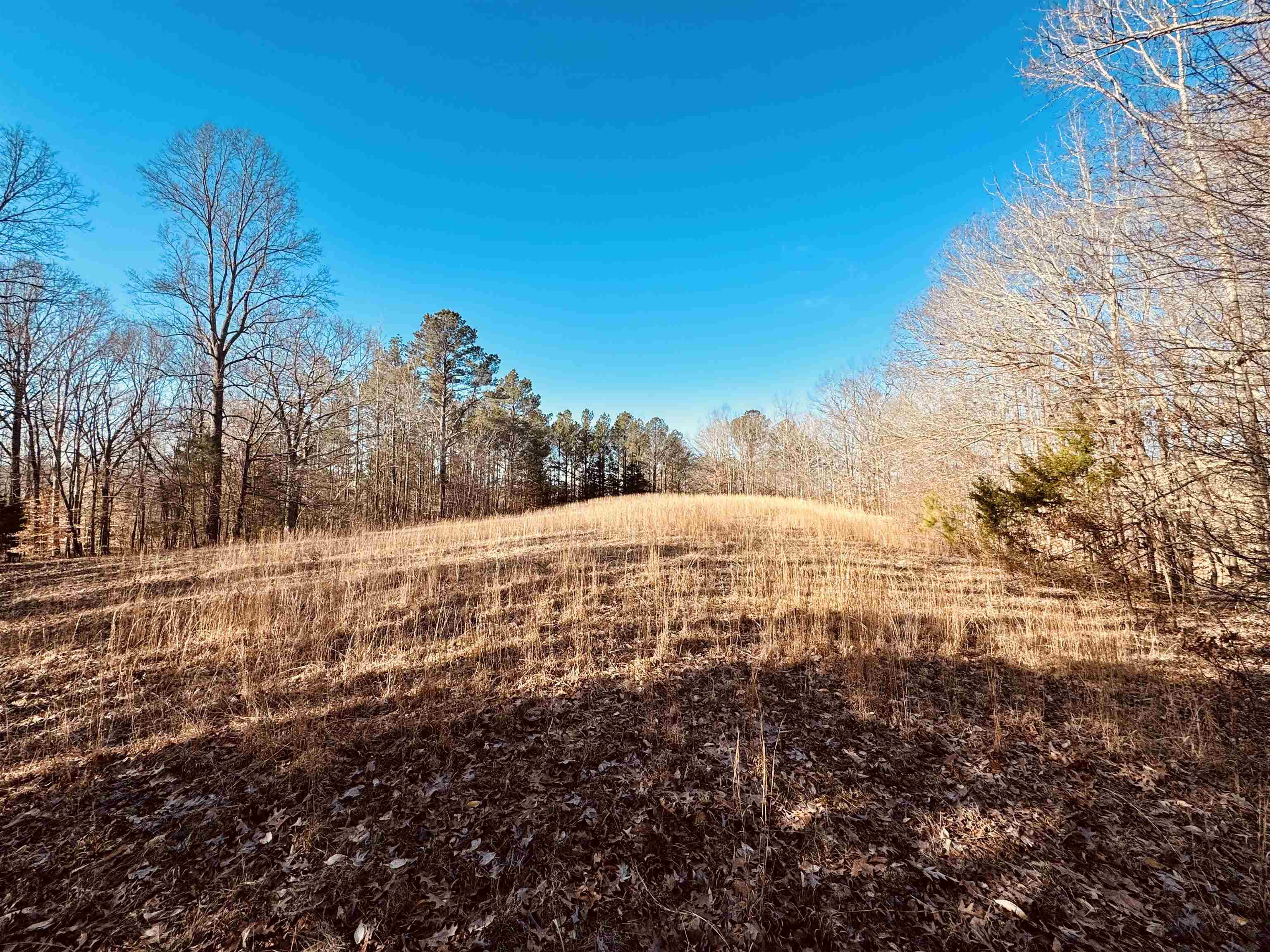 151 Williams Lane Cedar Grove, TN 38321 - Photo 12 of 40 View of local wilderness