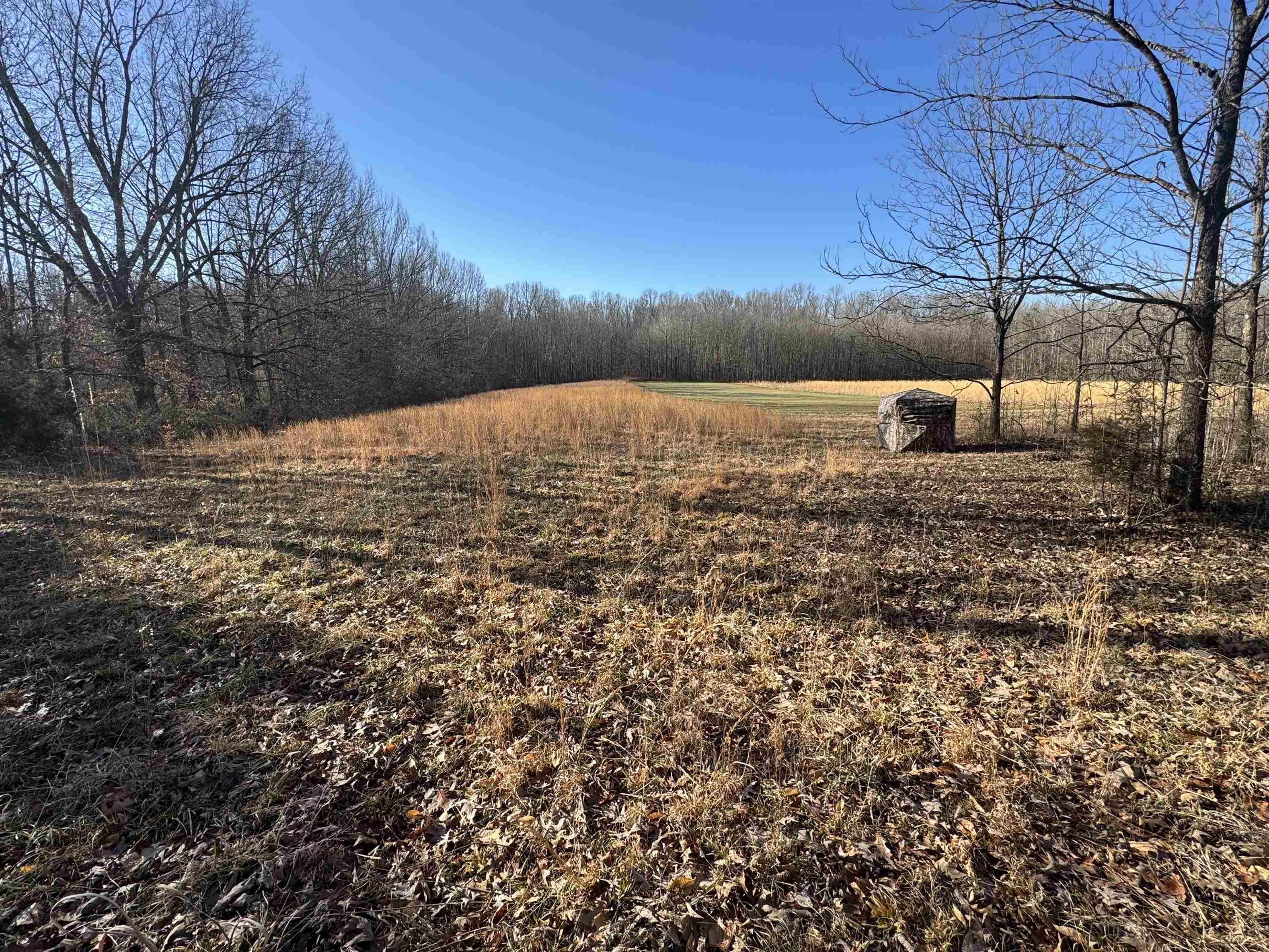 151 Williams Lane Cedar Grove, TN 38321 - Photo 16 of 40 View of yard with a view of trees and a rural view