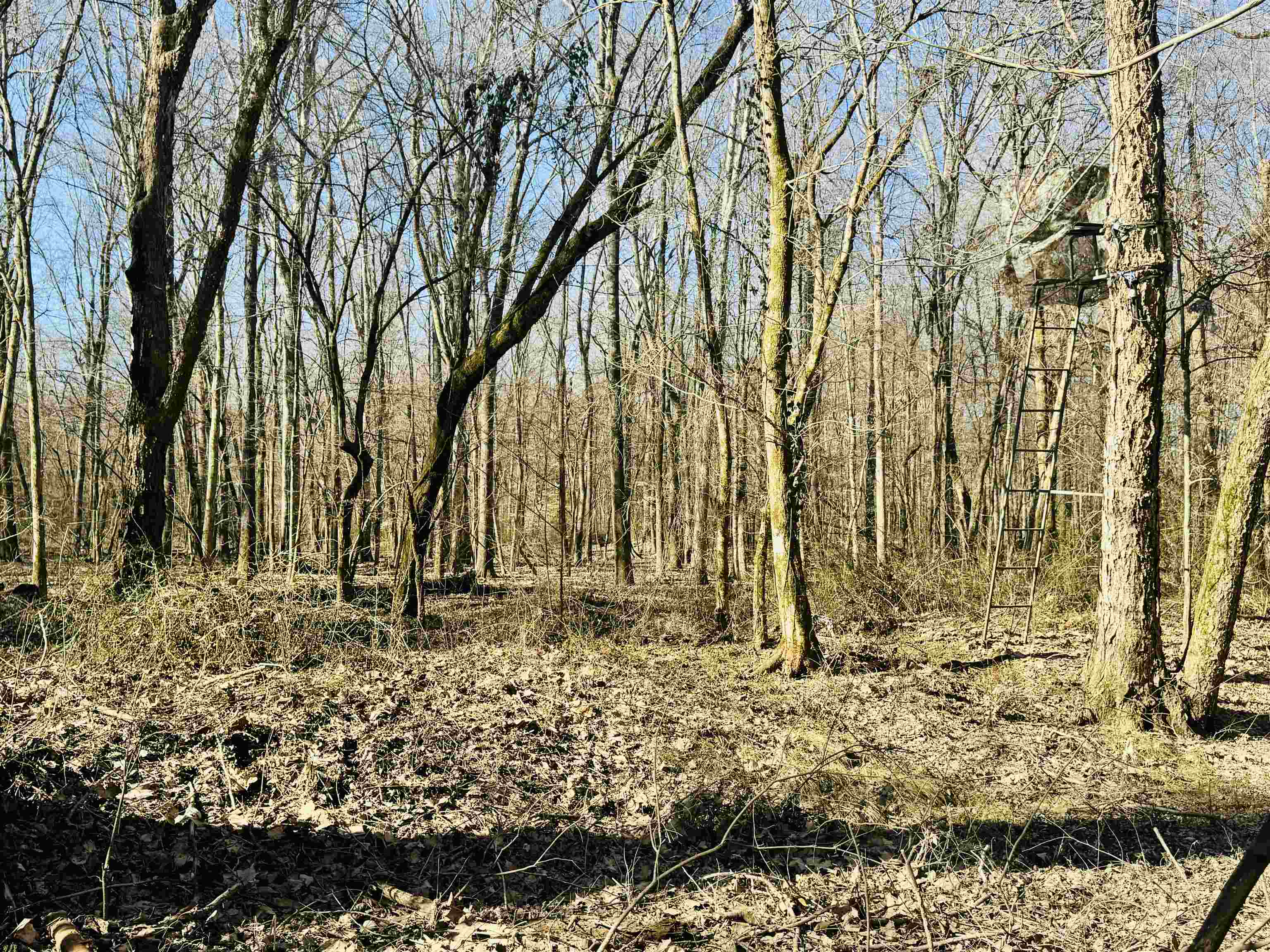 151 Williams Lane Cedar Grove, TN 38321 - Photo 17 of 40 View of landscape with a forest view