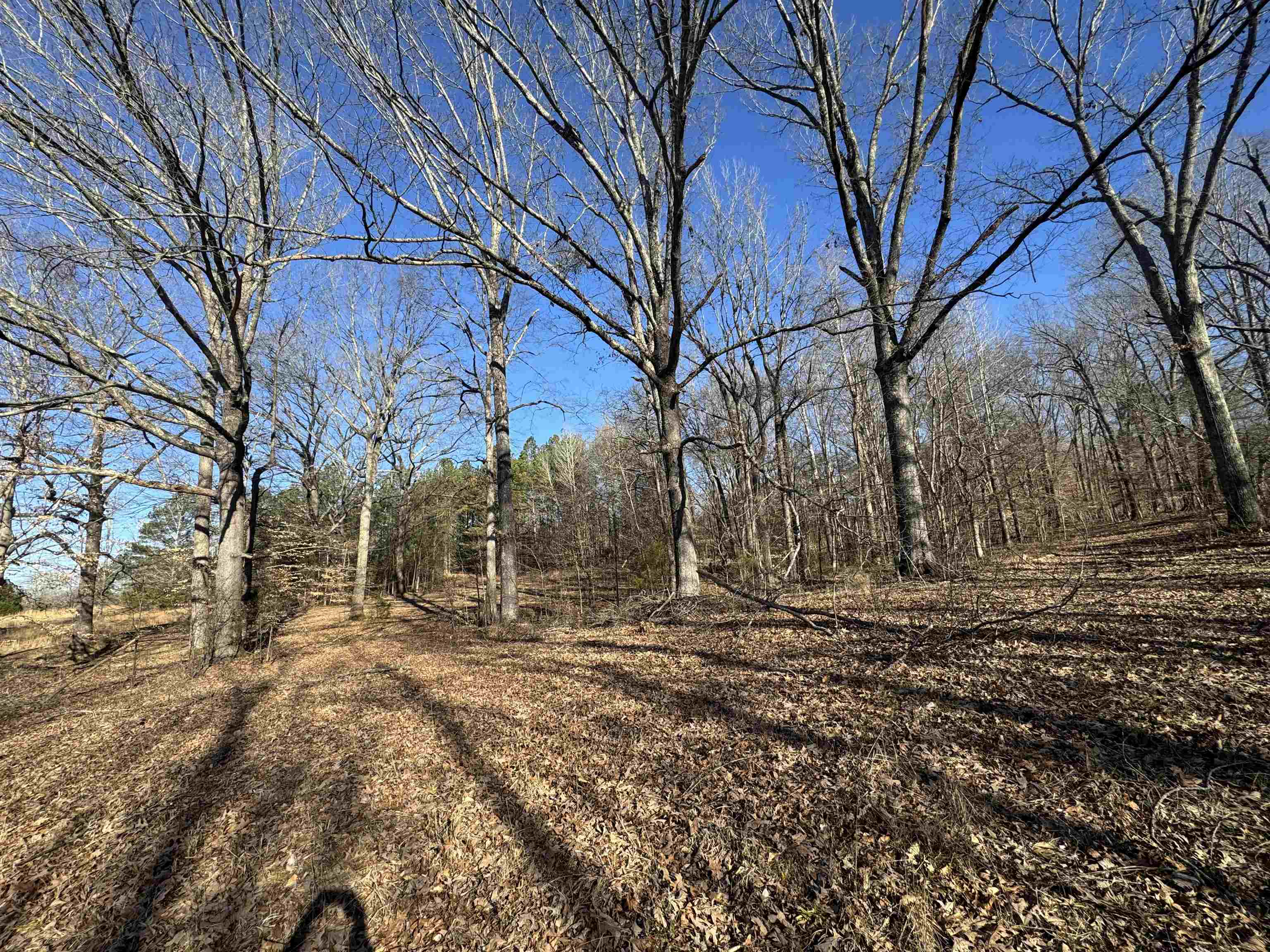 151 Williams Lane Cedar Grove, TN 38321 - Photo 19 of 40 a backyard of a house with lots of green space