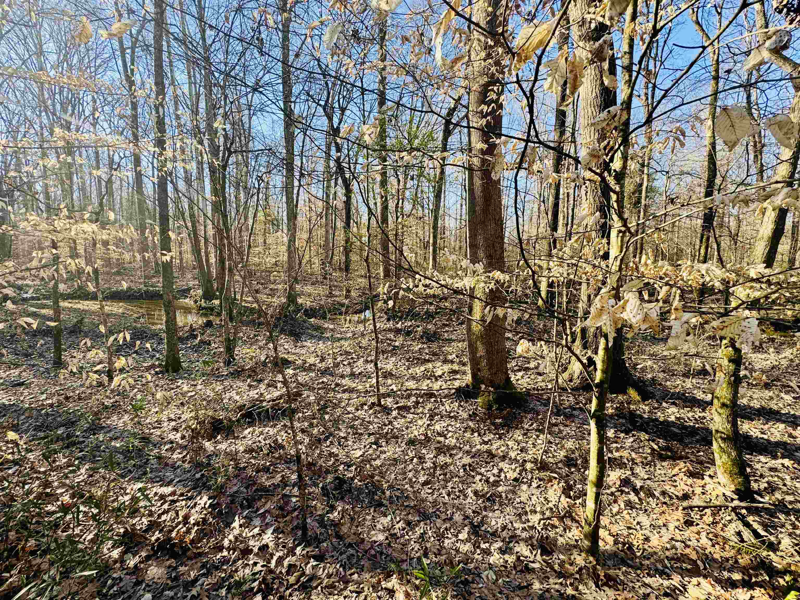 151 Williams Lane Cedar Grove, TN 38321 - Photo 20 of 40 View of local wilderness