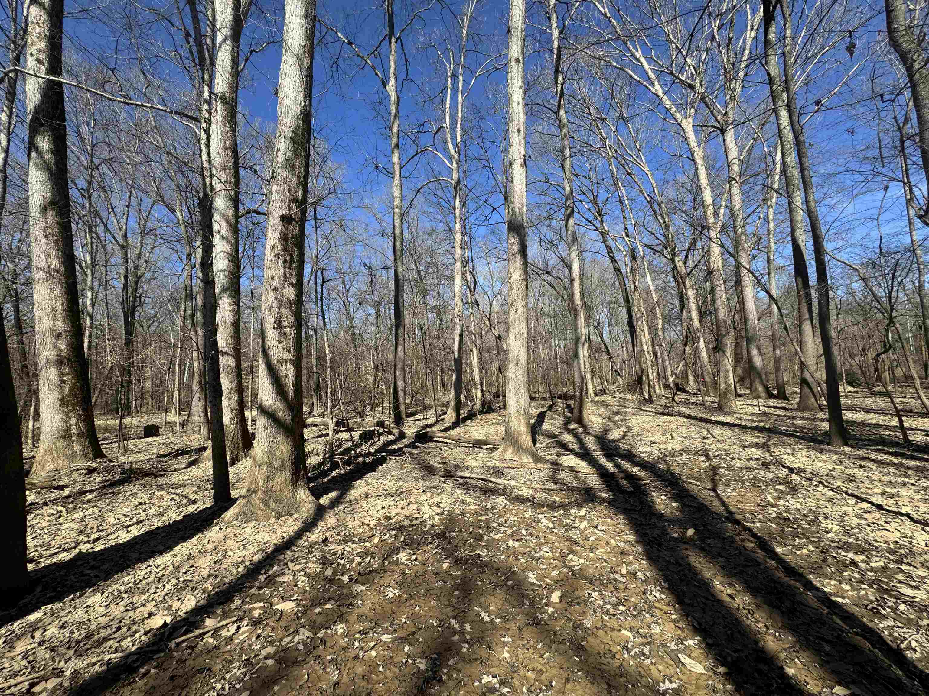 151 Williams Lane Cedar Grove, TN 38321 - Photo 21 of 40 View of landscape with a forest view