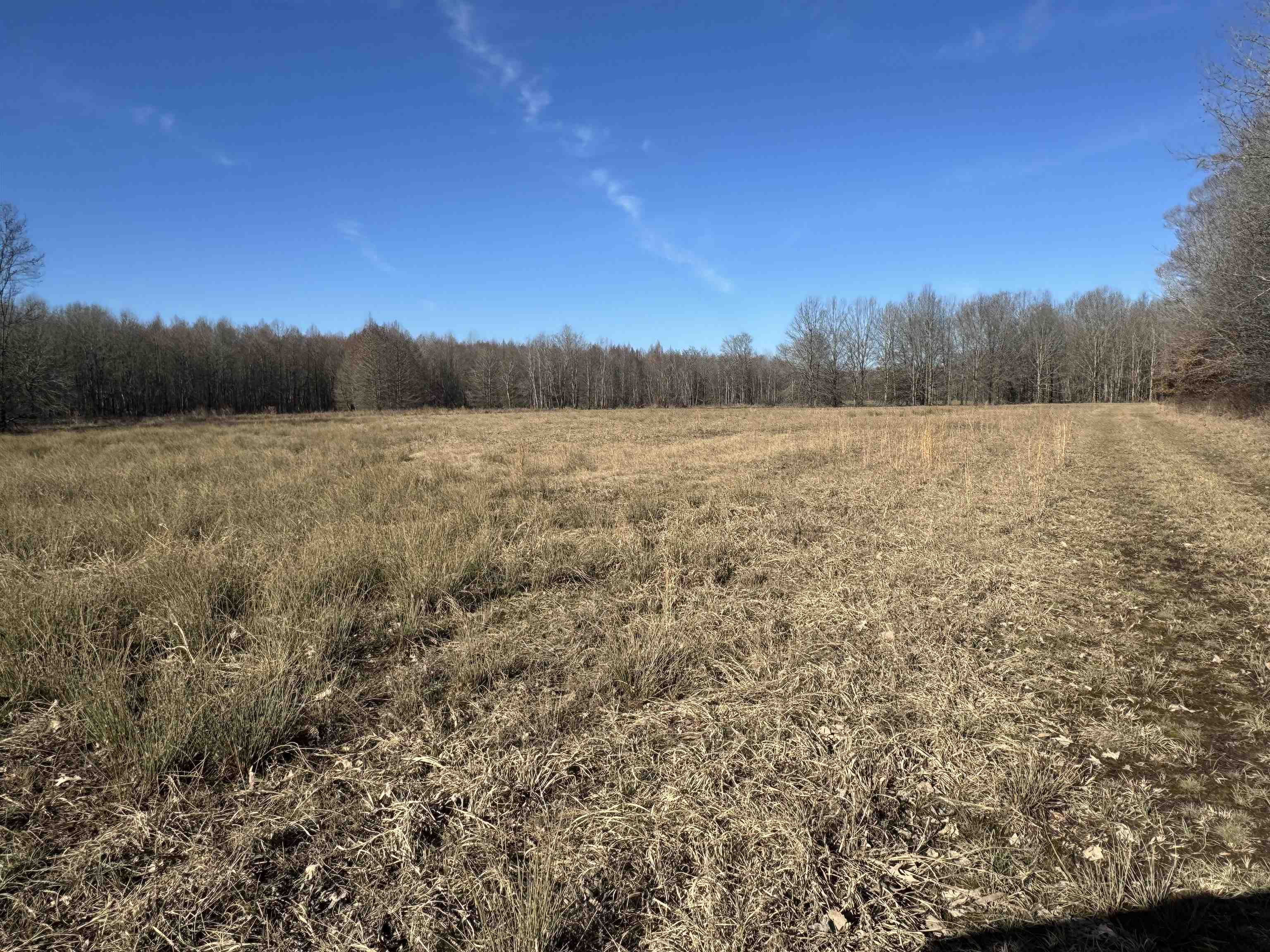151 Williams Lane Cedar Grove, TN 38321 - Photo 23 of 40 View of landscape with a rural view