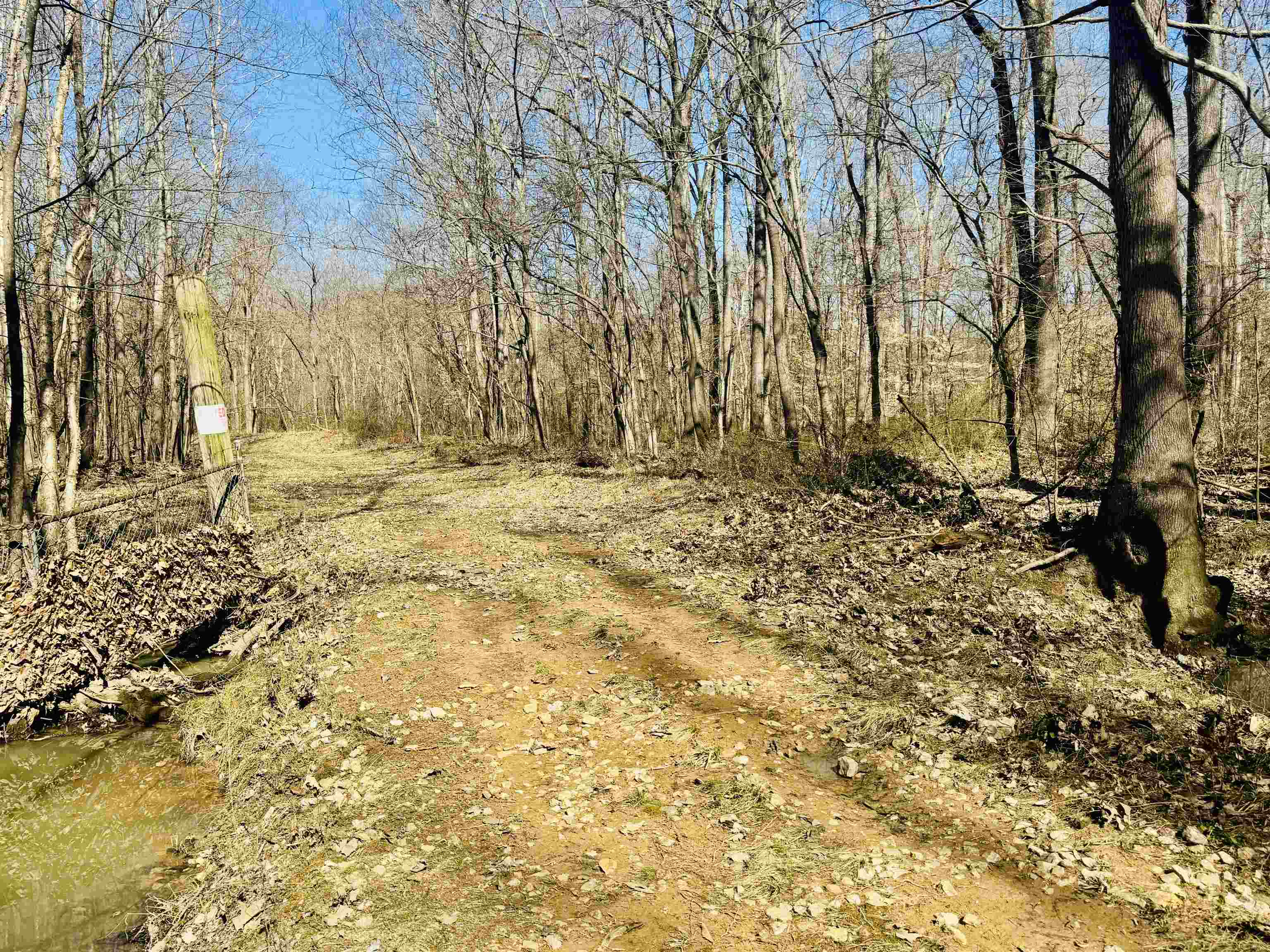 151 Williams Lane Cedar Grove, TN 38321 - Photo 27 of 40 a view of a yard with trees