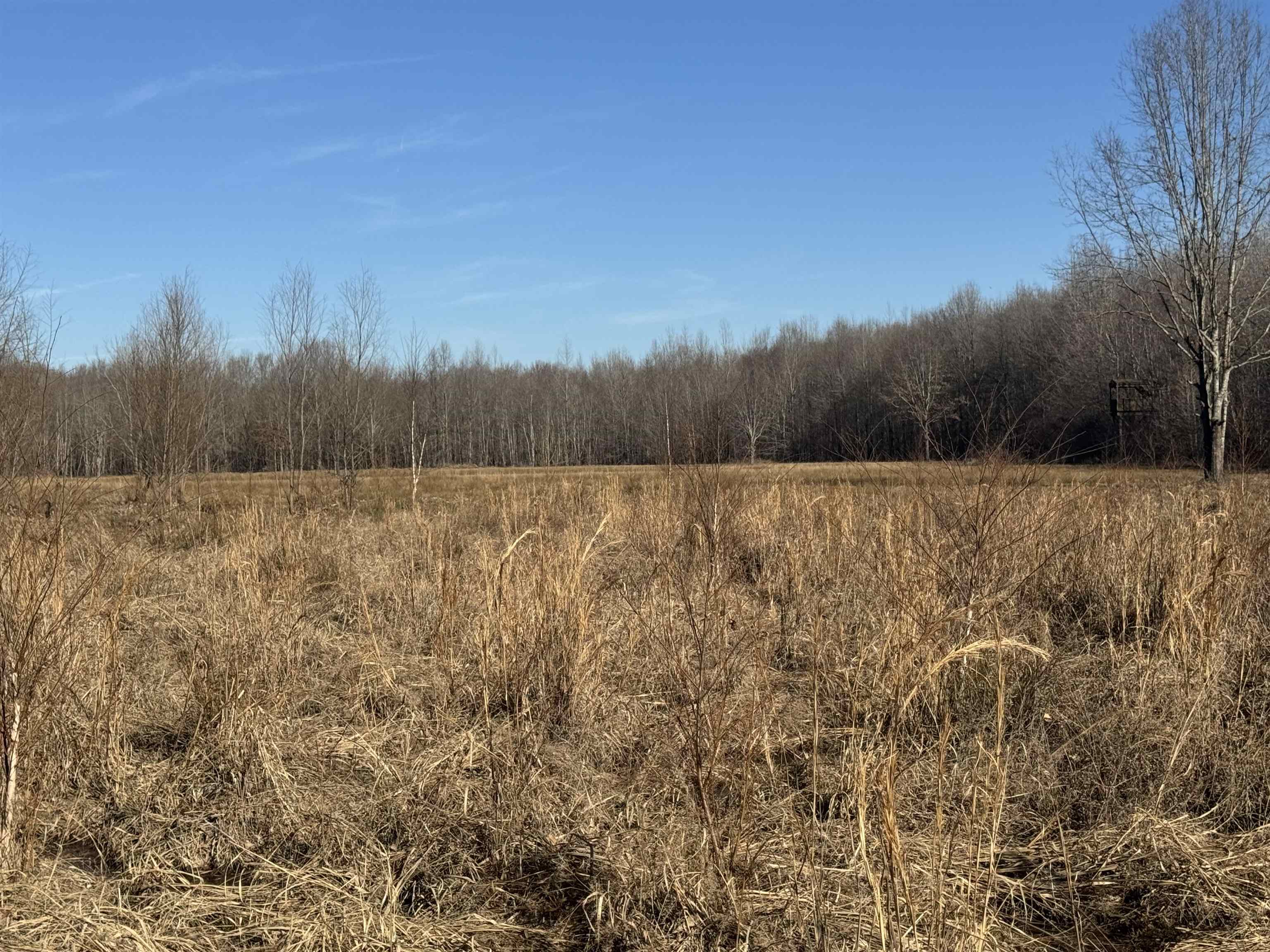 151 Williams Lane Cedar Grove, TN 38321 - Photo 30 of 40 a view of a yard with wooden fence