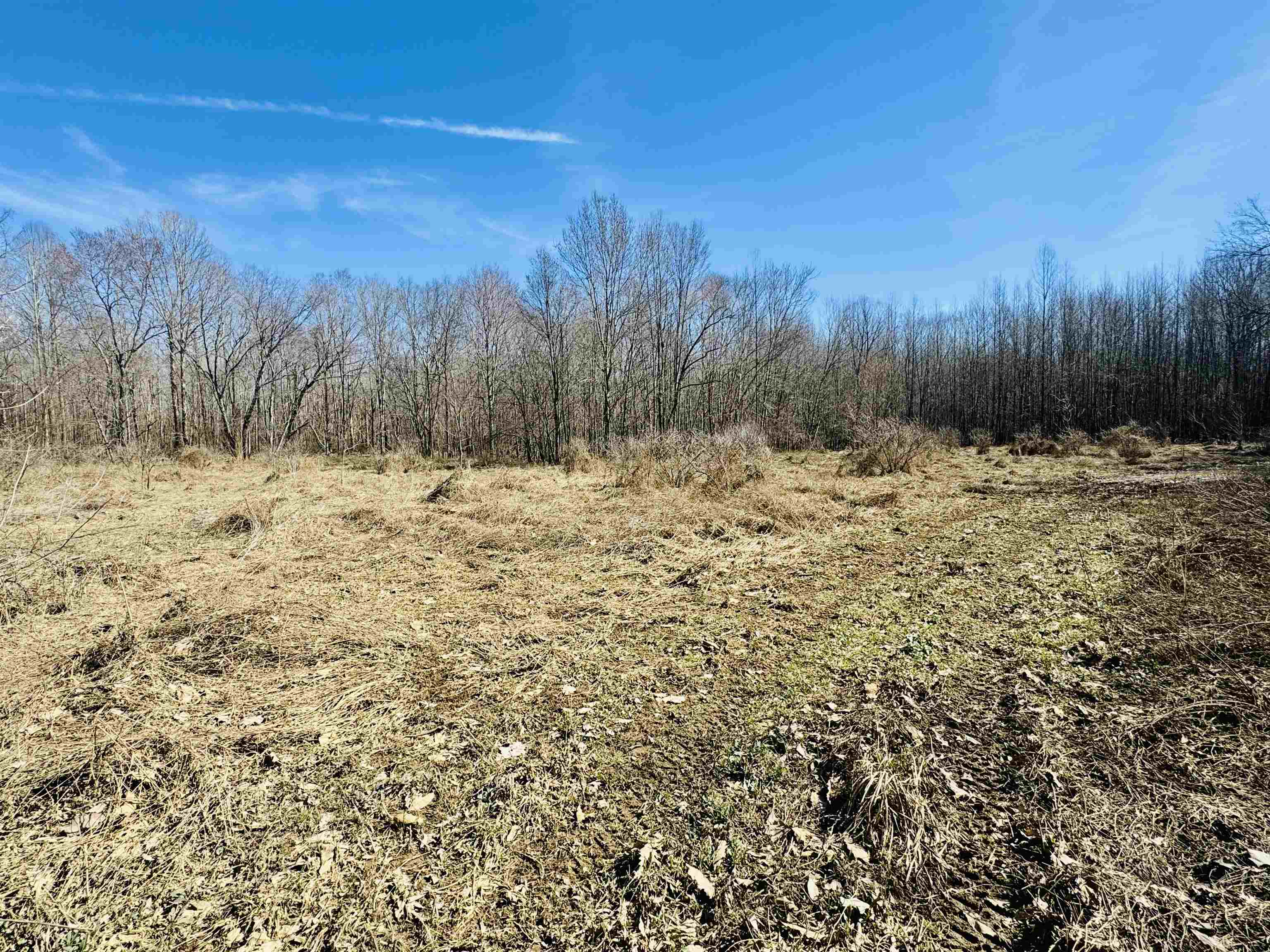 151 Williams Lane Cedar Grove, TN 38321 - Photo 34 of 40 a view of a yard with trees