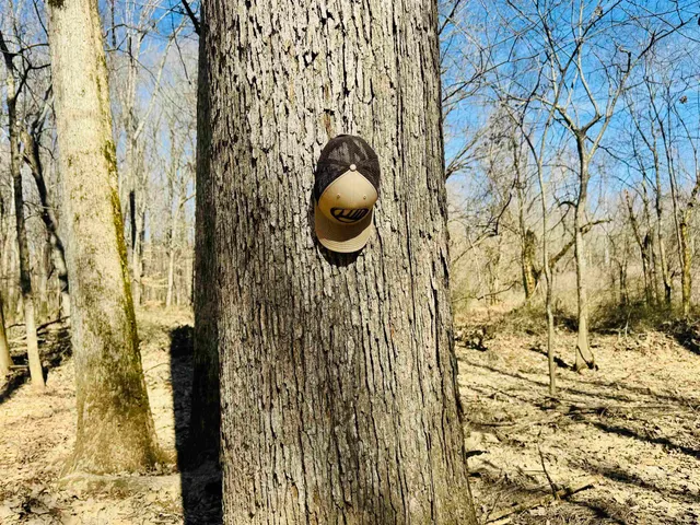 a view of a yard with a house