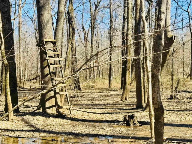 a view of wooden floor