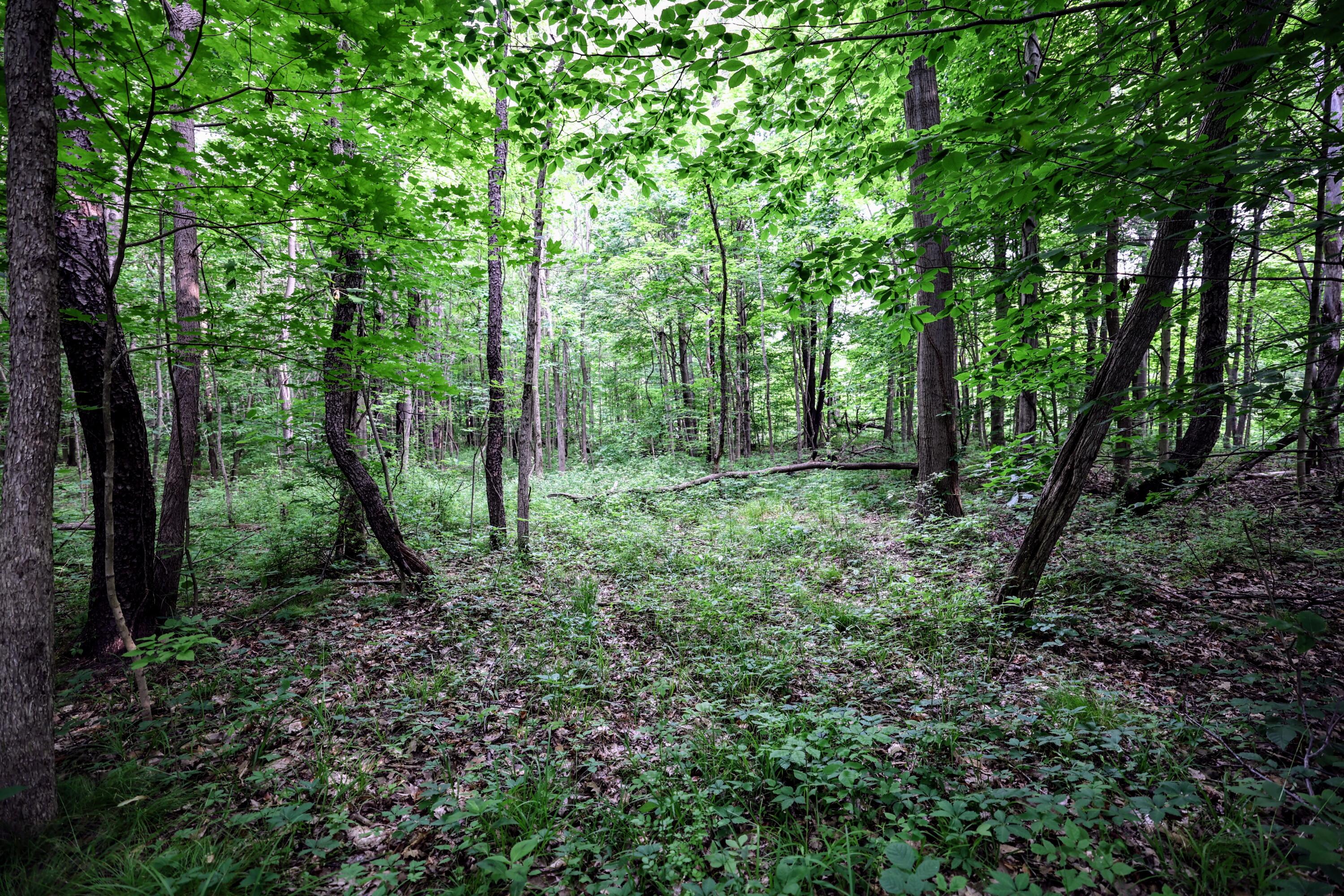 Vl Black River Road Bangor, MI 49013 - Photo 50 of 54 50