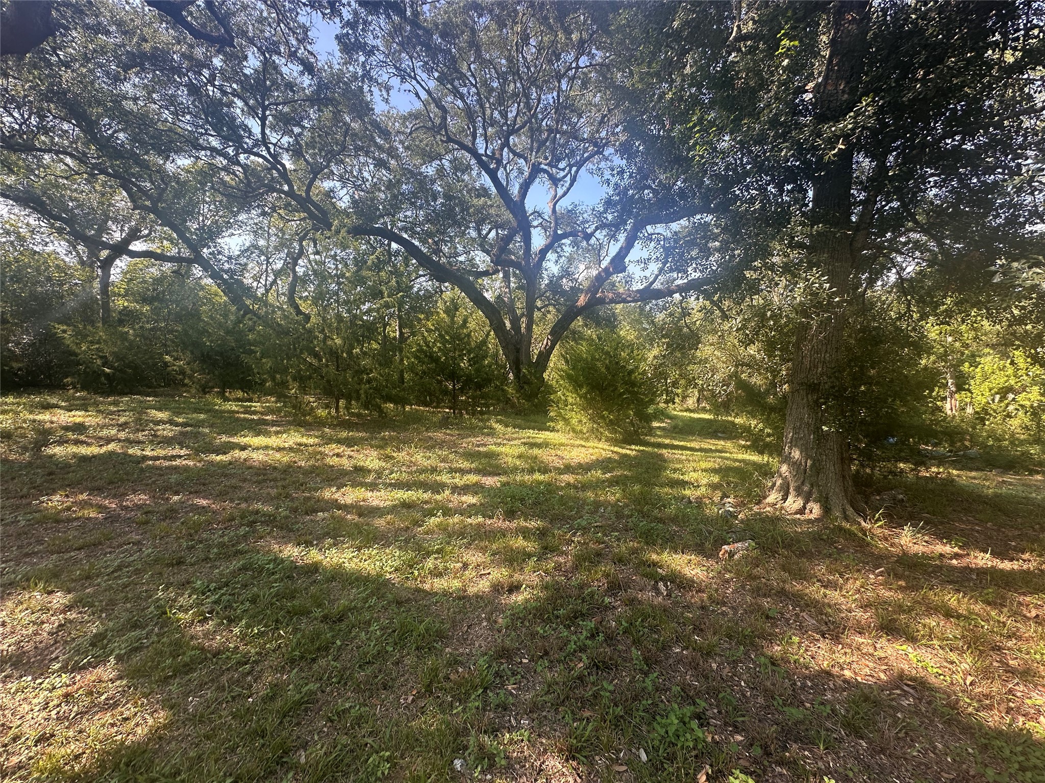 612 Byrd Salyer Road Bay City, TX 77414 - Photo 20 of 32 a view of a yard with a tree
