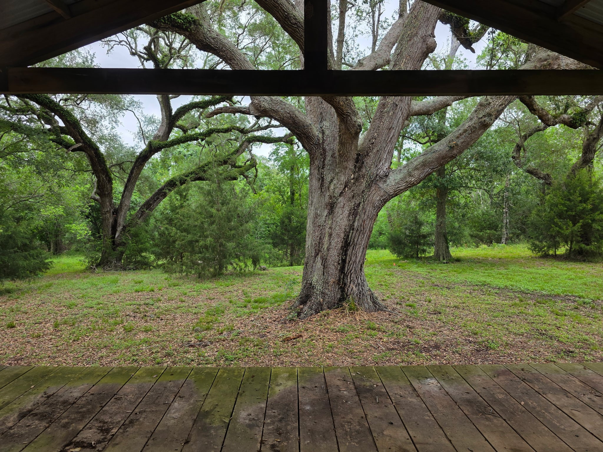 612 Byrd Salyer Road Bay City, TX 77414 - Photo 27 of 32 a view of backyard with a garden and trees