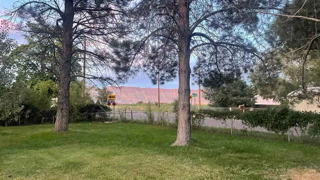 a view of a park with large trees