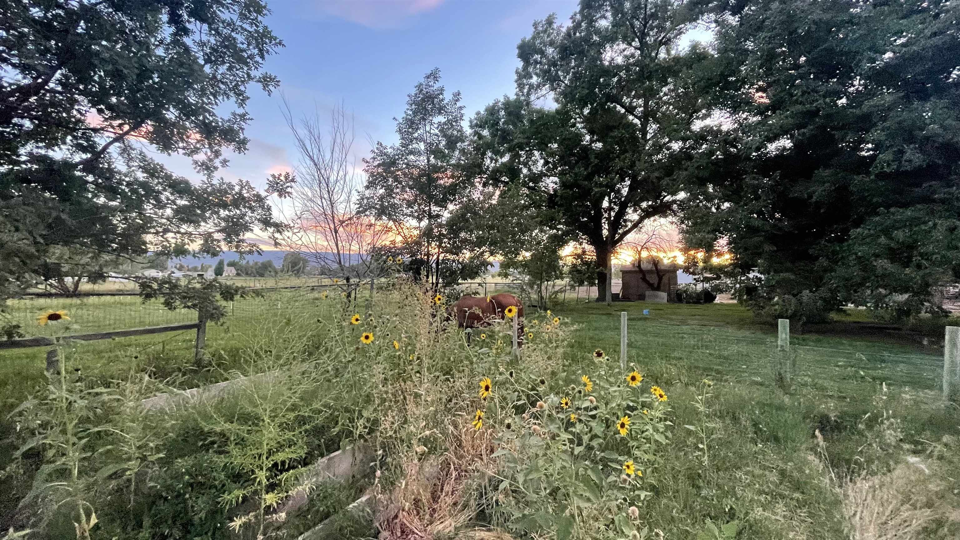 3049 F F 3/4 Road Grand Junction, CO 81504 - Photo 9 of 19 a view of a park that has large trees