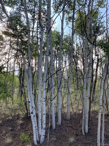 a view of a yard with large trees