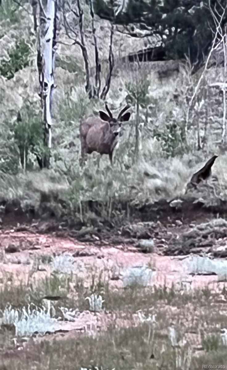 217 Bordenville Road Jefferson, CO 80456 - Photo 19 of 22