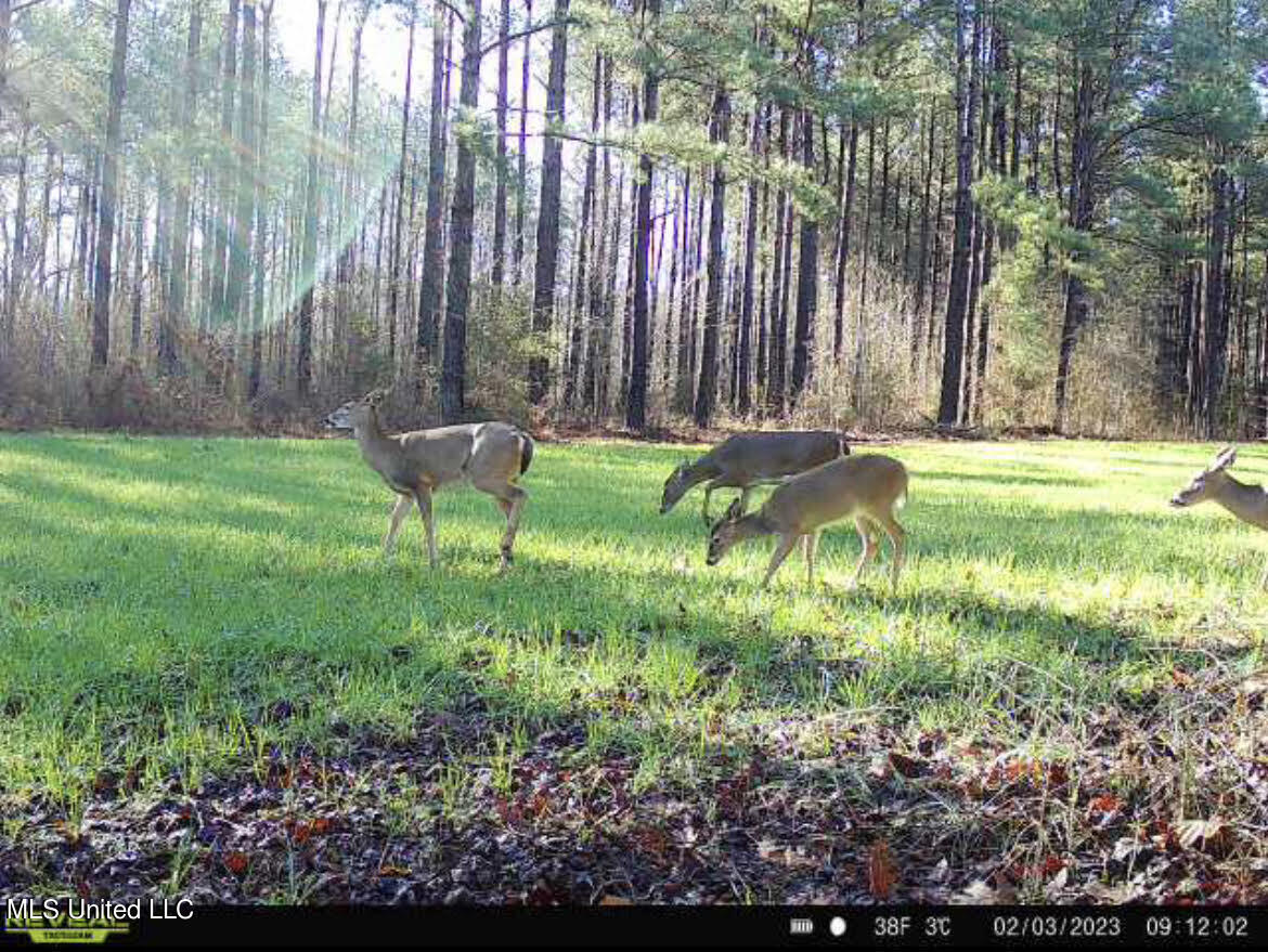 0 Midway Road Wesson, MS 39191 - Photo 2 of 35 1