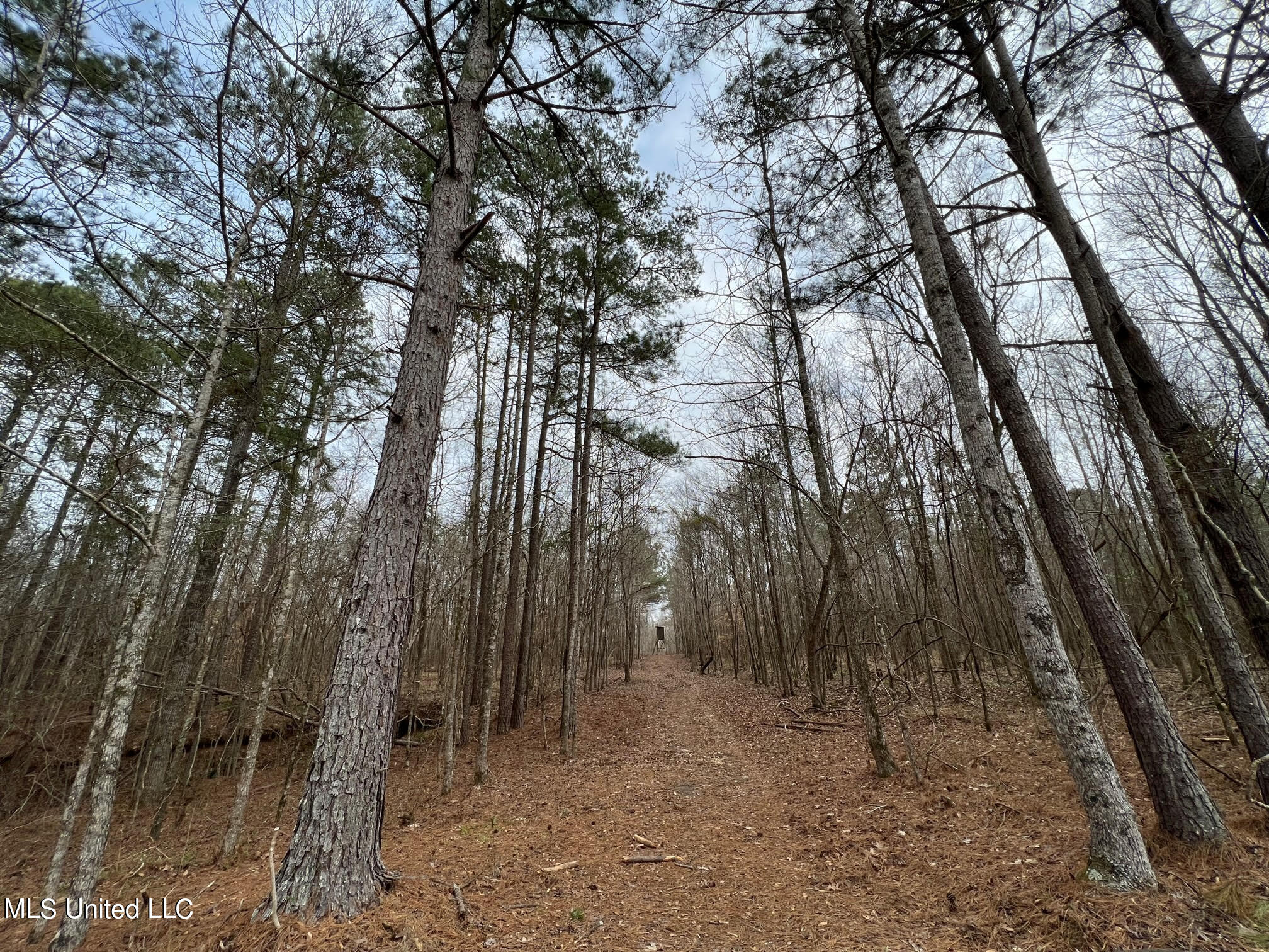 0 Midway Road Wesson, MS 39191 - Photo 8 of 35 8