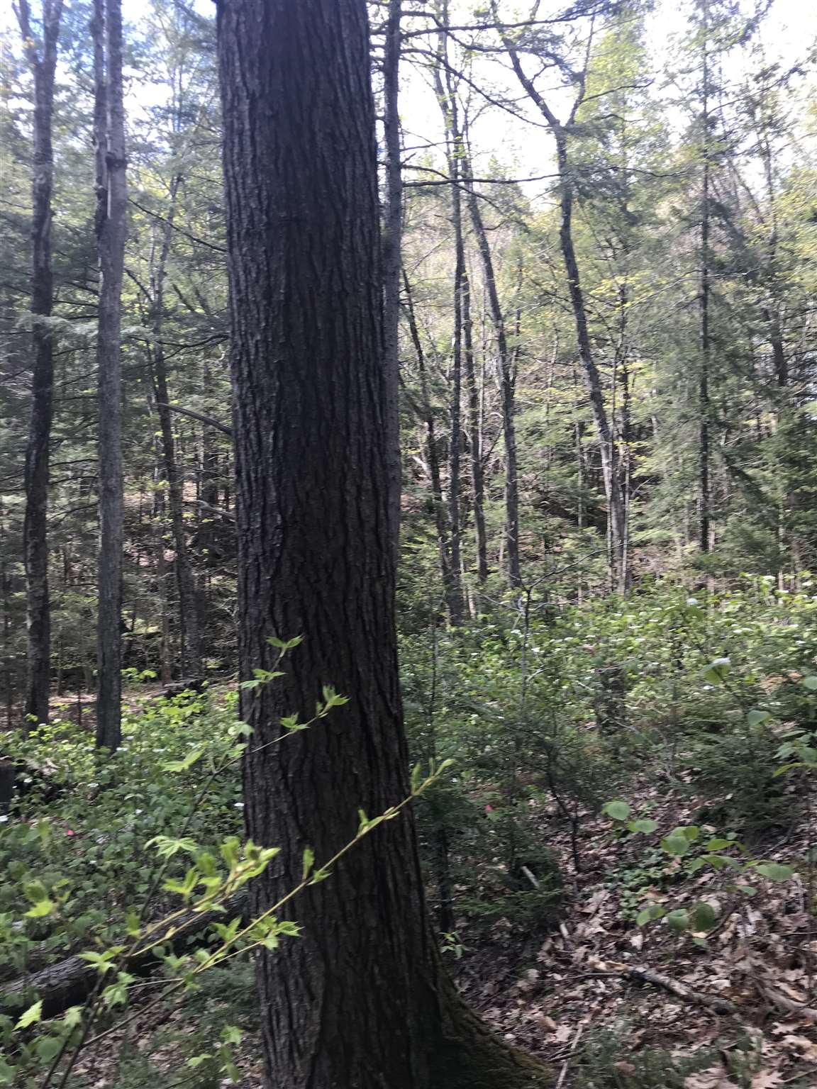 Dick Brown Road Bristol, NH 03222 - Photo 4 of 6