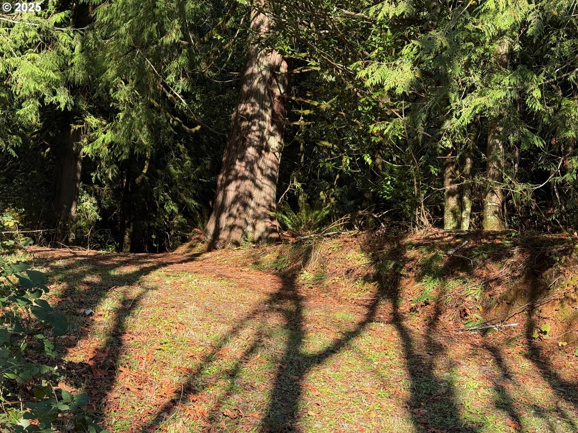 Tiernan Road, Unit 100 Mapleton, OR 97453 - Photo 6 of 10