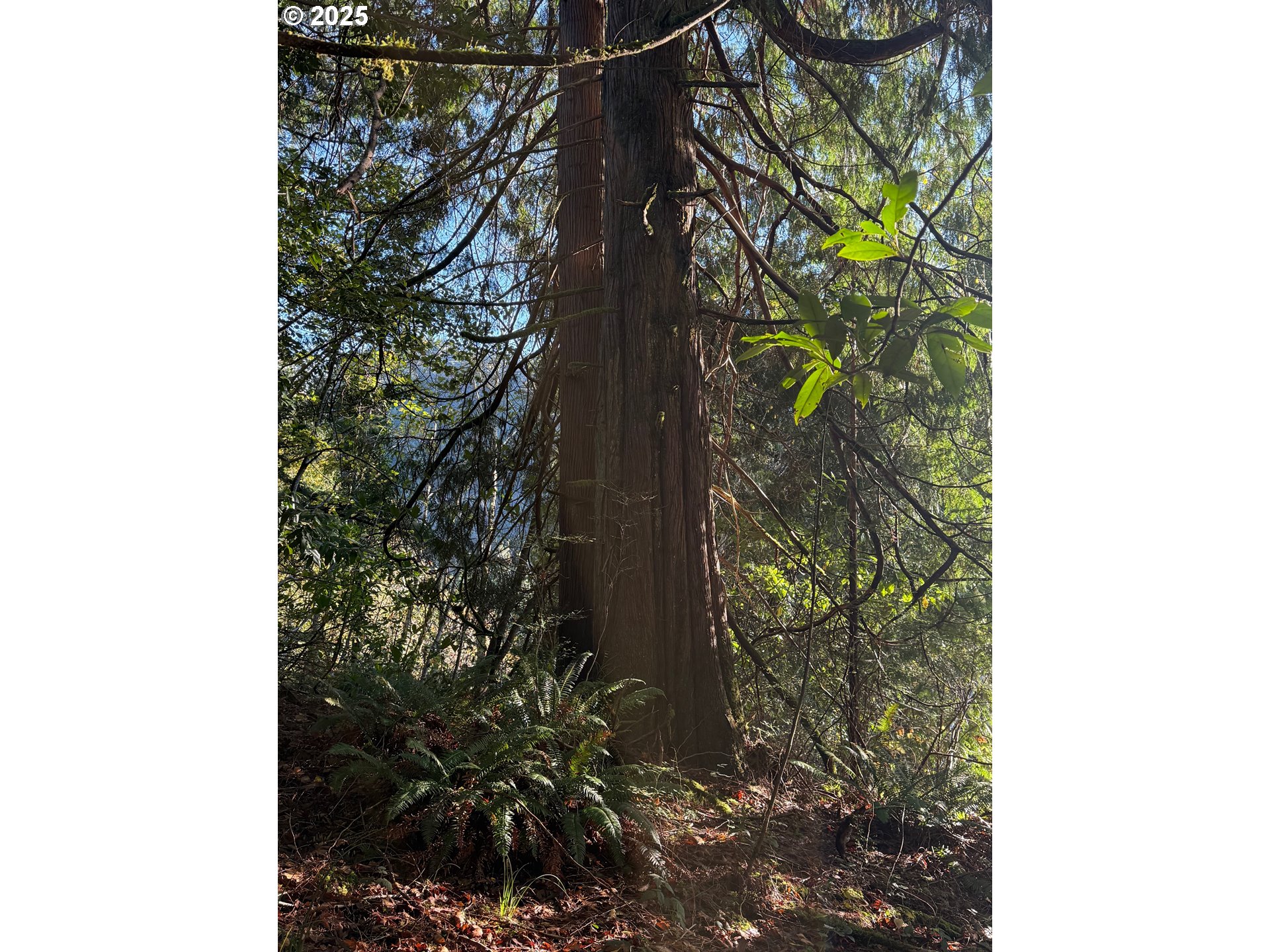 Tiernan Road, Unit 100 Mapleton, OR 97453 - Photo 7 of 10