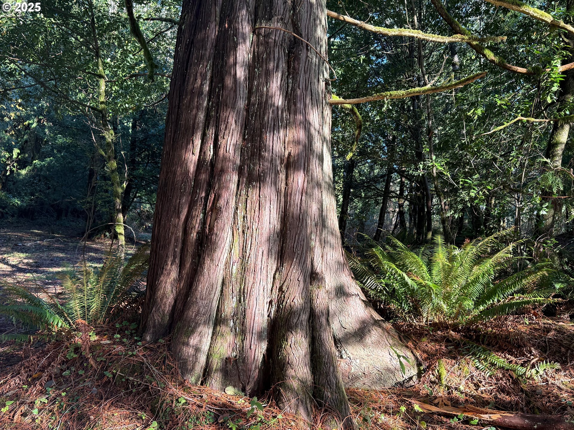 Tiernan Road, Unit 100 Mapleton, OR 97453 - Photo 8 of 10