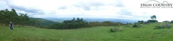 a view of a big yard with plants and large tree