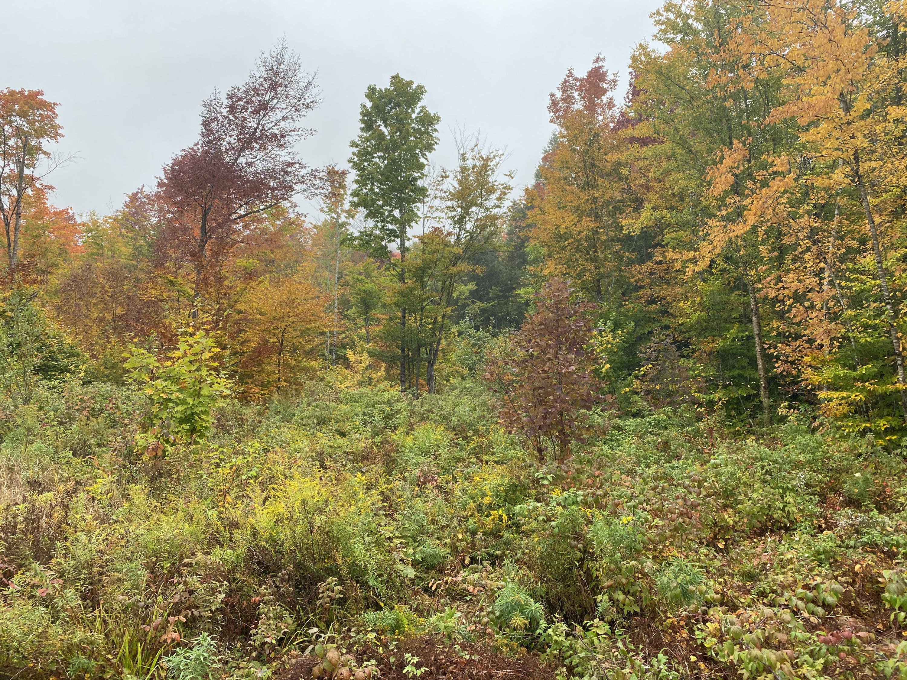 Lot 46 Dill Valley Road Lakeville, ME 04487 - Photo 32 of 38 Photo Sep 29, 12 05 53 PM