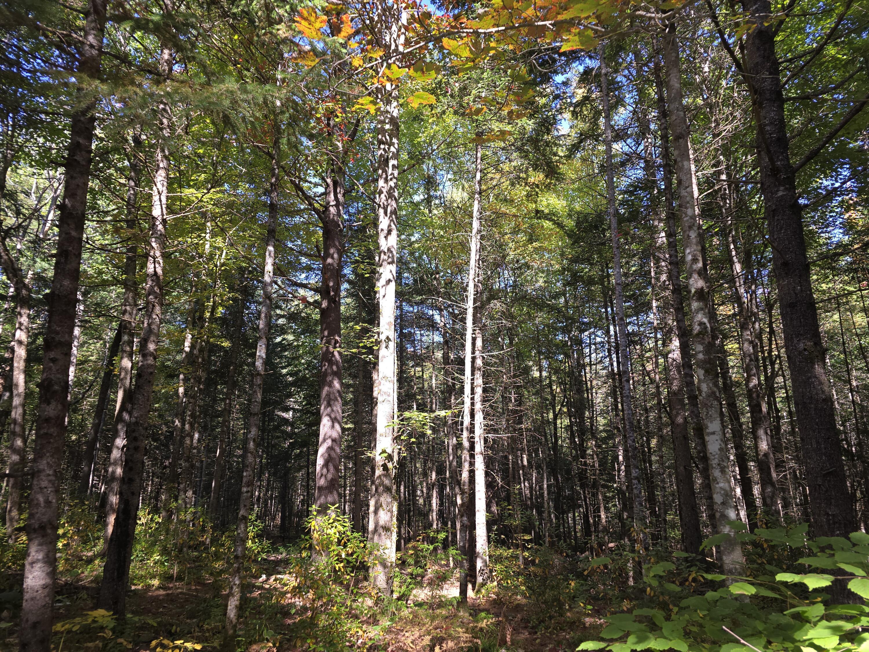 152 Town Road Lagrange, ME 04453 - Photo 32 of 32 20240930_114044