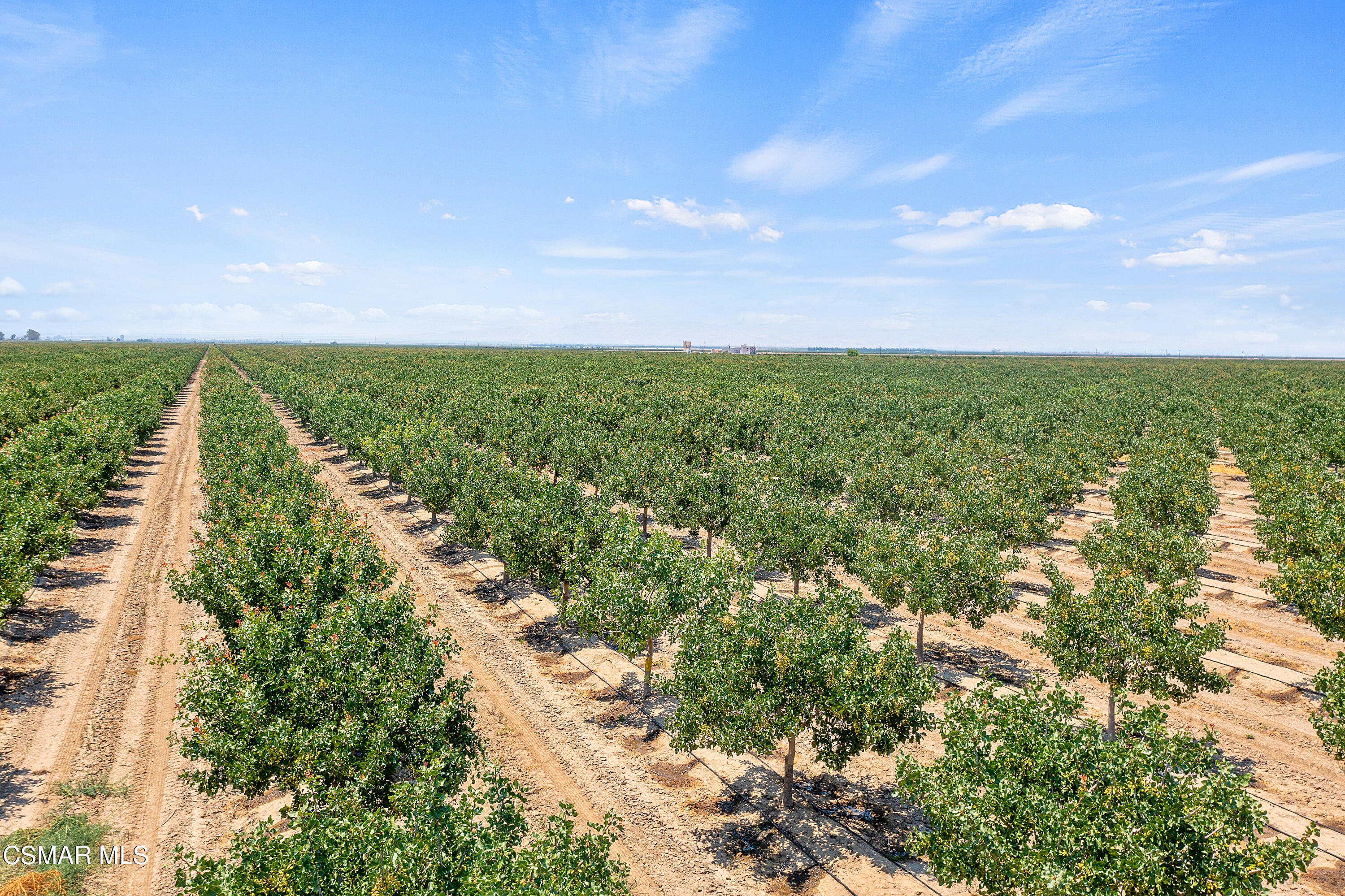 Tejon Highway Arvin, CA 93203 - Photo 3 of 7 Pistachios