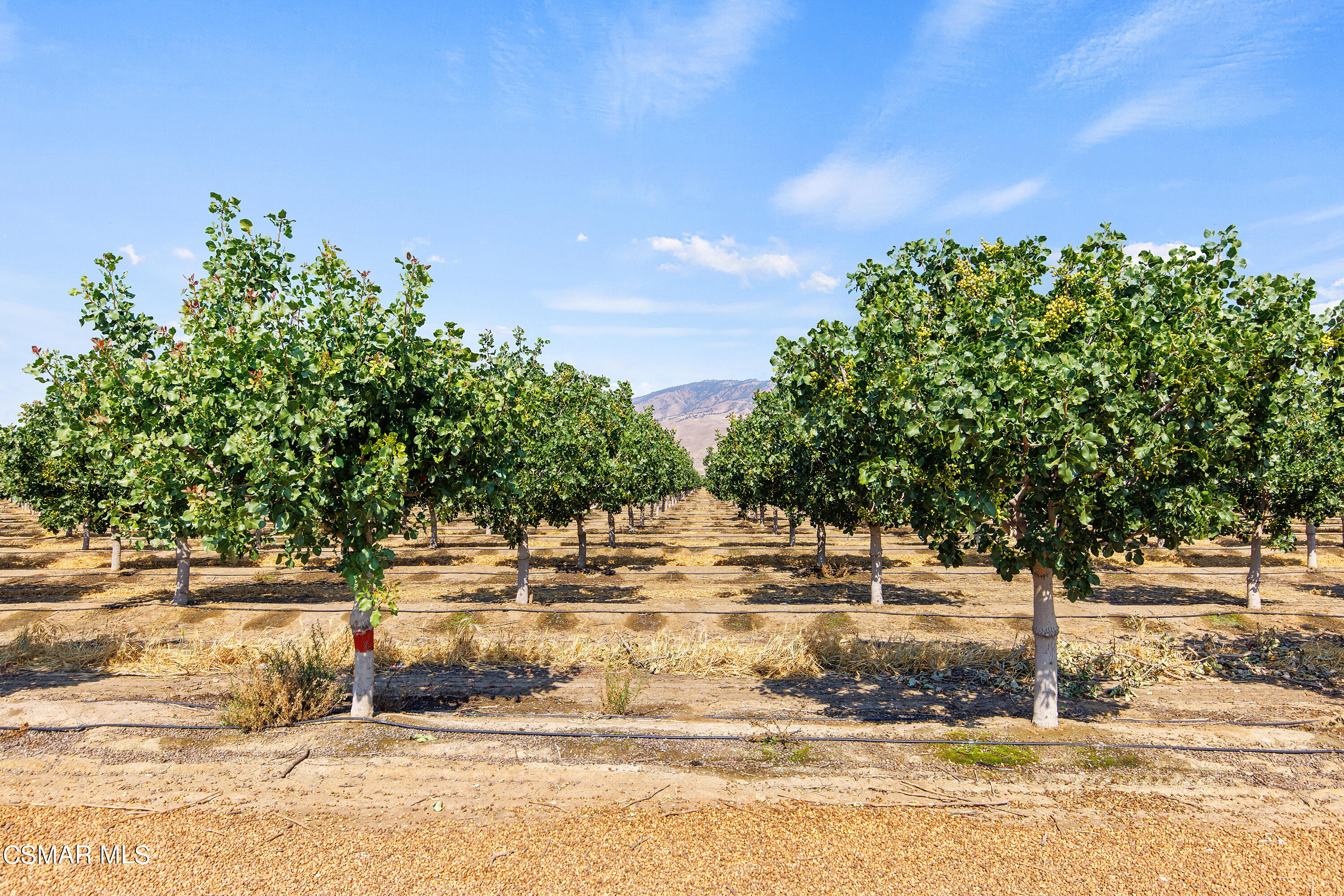 Tejon Highway Arvin, CA 93203 - Photo 4 of 7 E Pistachios 800 Ranch
