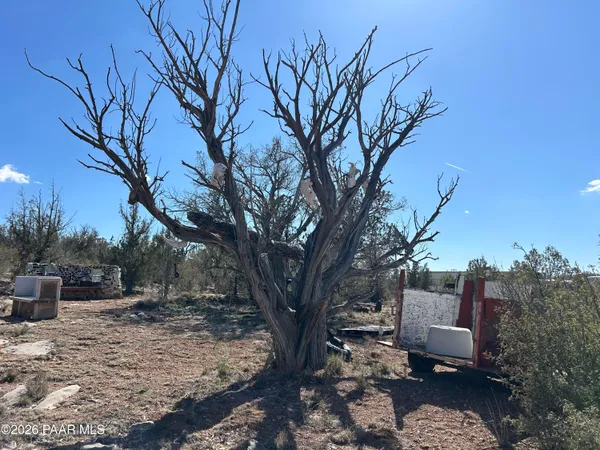 a view of a backyard with white bed and a large tree
