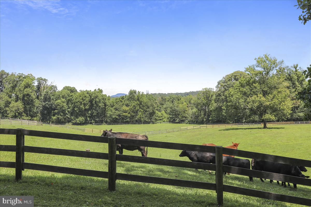 20315 West Hunter Road Bealsville, MD 20839 - Photo 18 of 73 Bring your horses, cattle, sheep and chickens