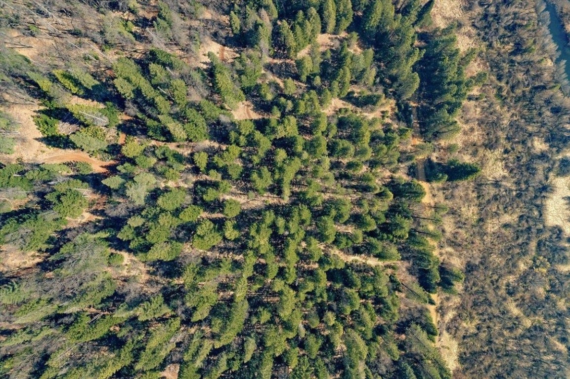 Lot 4 Circle 7 Road McCloud, CA 96057 - Photo 6 of 13 Gallery Image 6