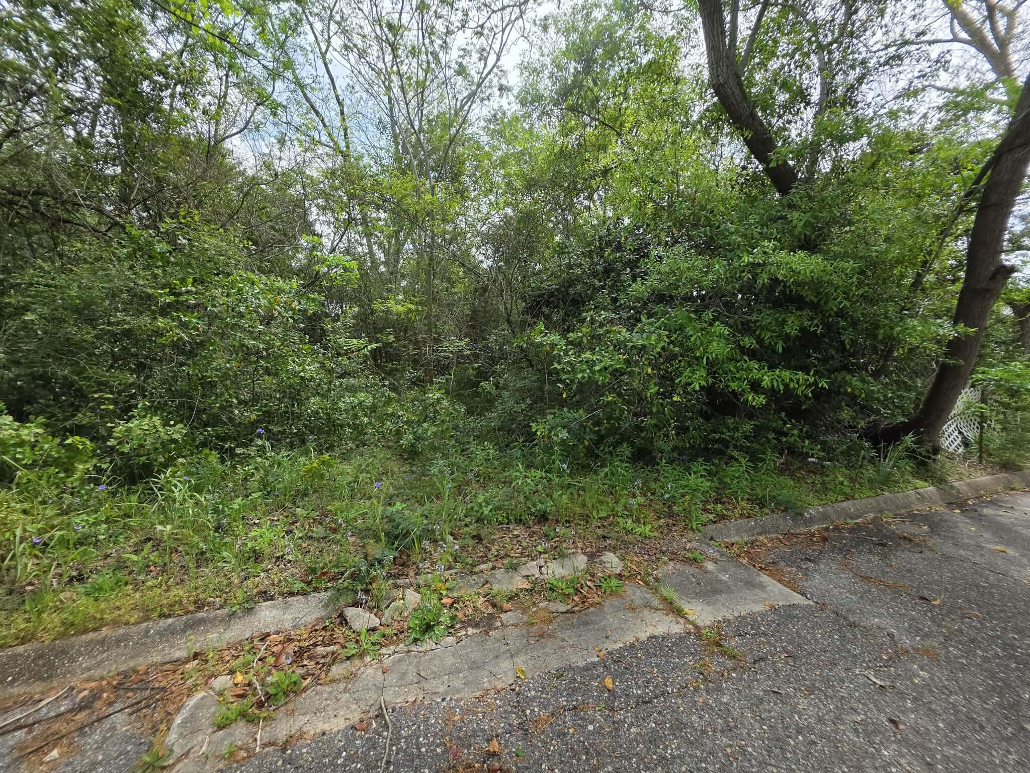 Lot 3-4 Gordon Road Florala, AL 36442 - Photo 5 of 6 a view of a forest with trees in the background